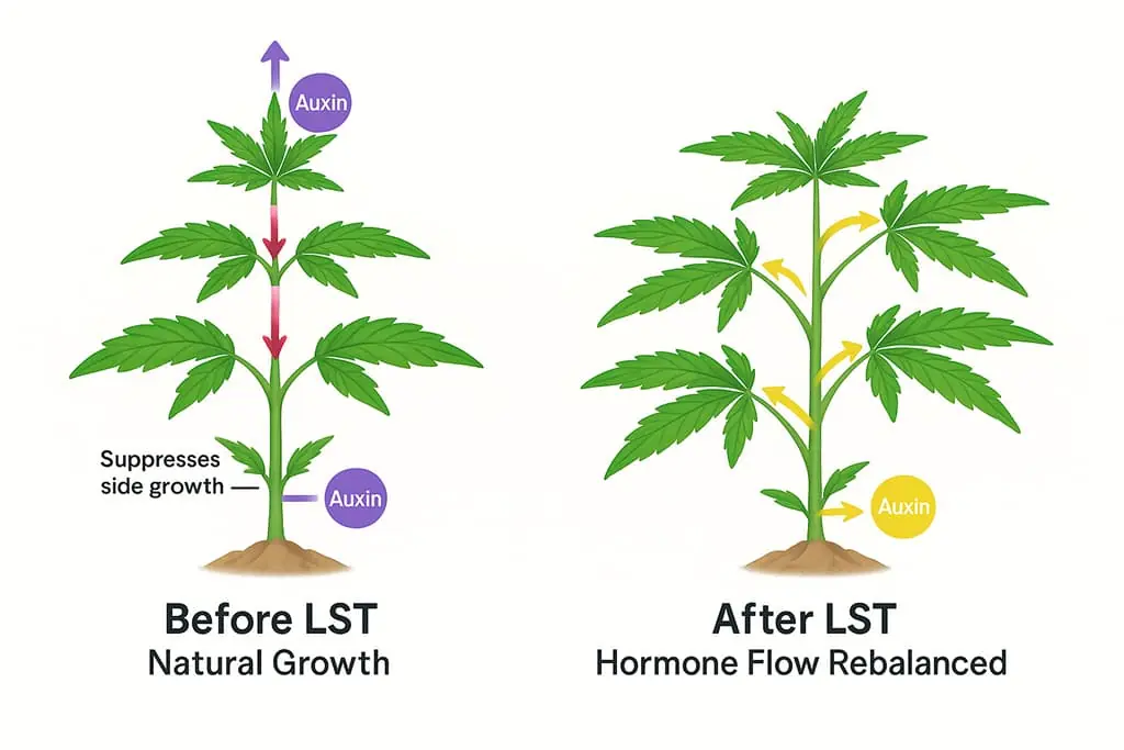 Infographic showing how Low Stress Training (LST) in cannabis redistributes auxin hormone flow. Left panel: natural apical dominance with auxins suppressing side branches. Right panel: bent main stem redirects hormones to promote multiple colas and even growth.