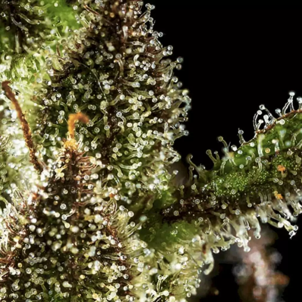 Graphic illustrating various cannabis terpenes and their unique aromas and effects