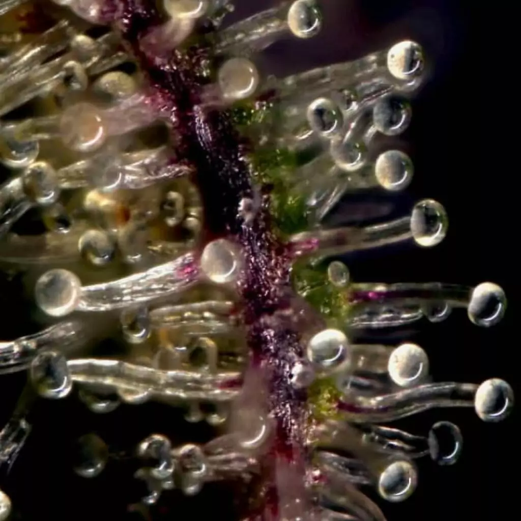 Close-up photo of cannabis trichomes, highlighting the crystalline structures that contain cannabinoids and terpenes