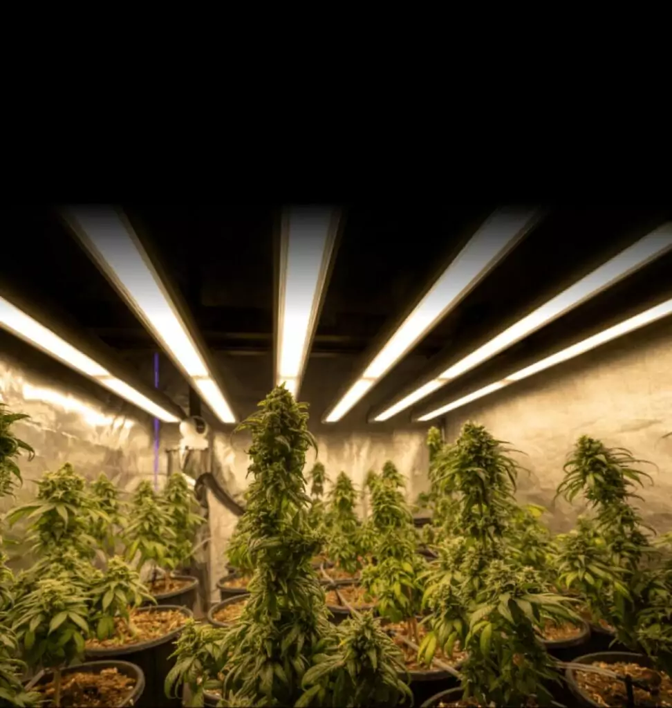 Photo of cannabis plants thriving under grow lights, demonstrating indoor cultivation techniques