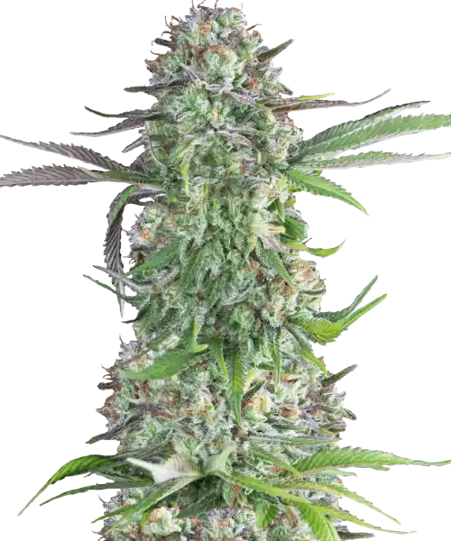 Photo highlighting Creme Brulee Feminized, a rare strain with 80% indica dominance, showcasing its distinct indica traits