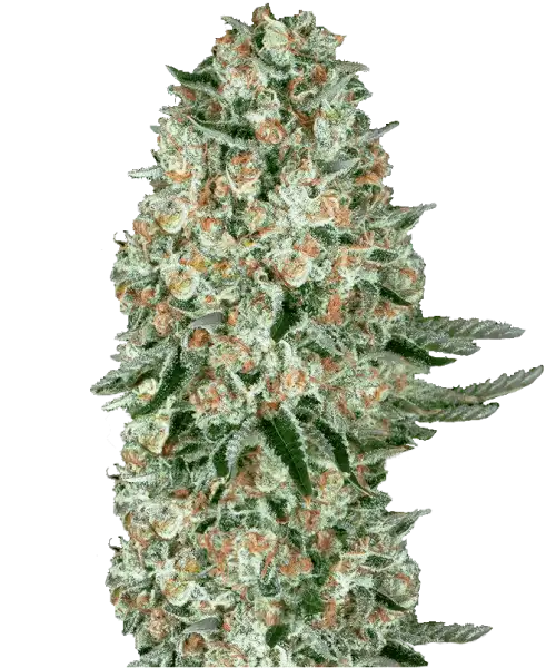 Image of Amnesia Haze Auto, a 75% sativa-dominant strain, showcasing its characteristic sativa features