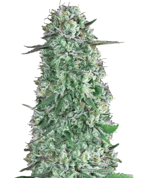 Photo of Rainbow Runtz Auto, a trending cannabis strain in 2023, known for its innovative genetics and appealing aesthetics