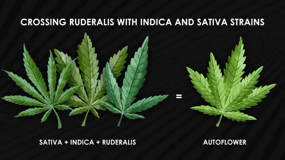 crossing sativa and indica with ruderalis to obtain an Autoflowering strain