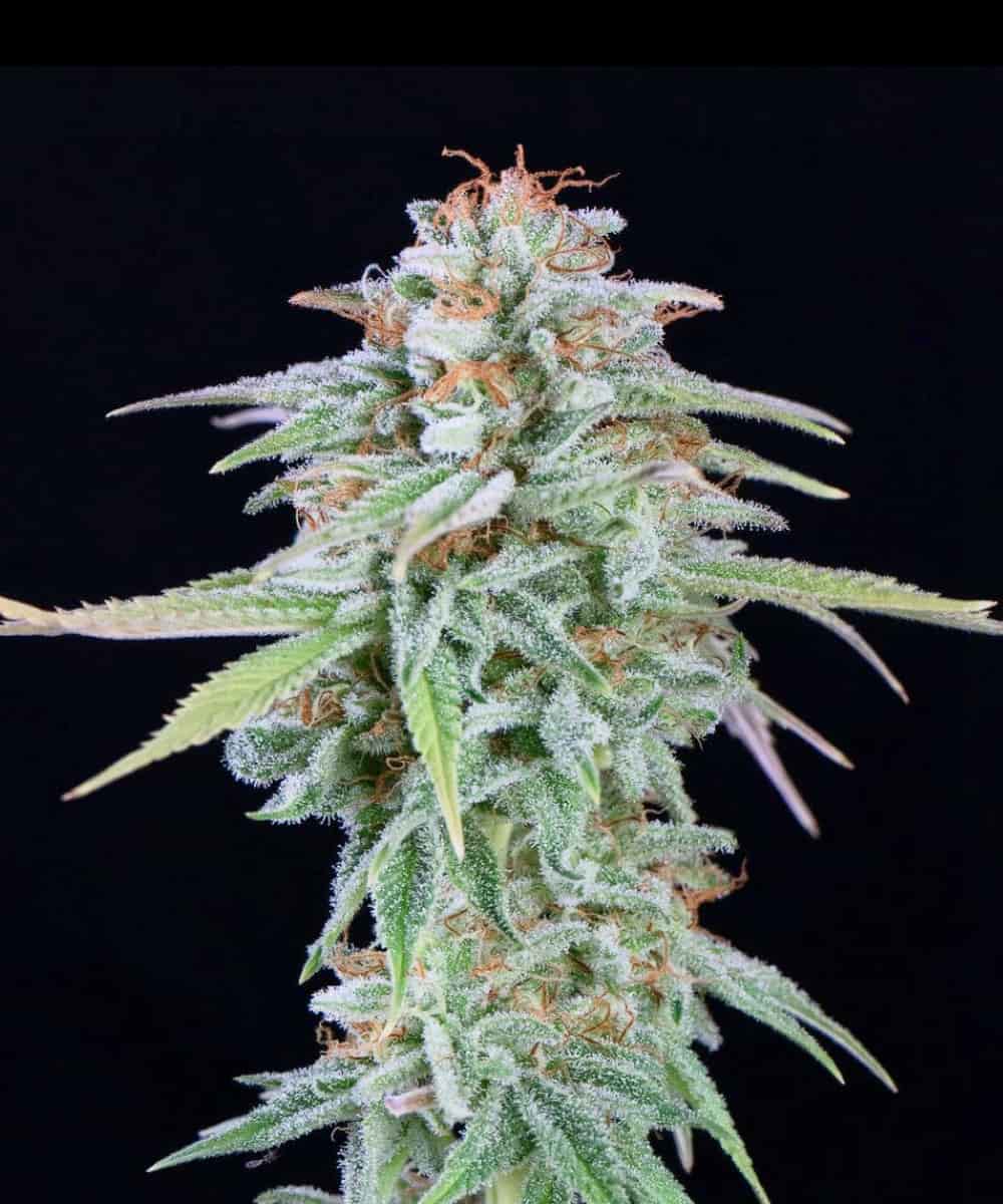 Another Level Strain – Happy Valley Genetics