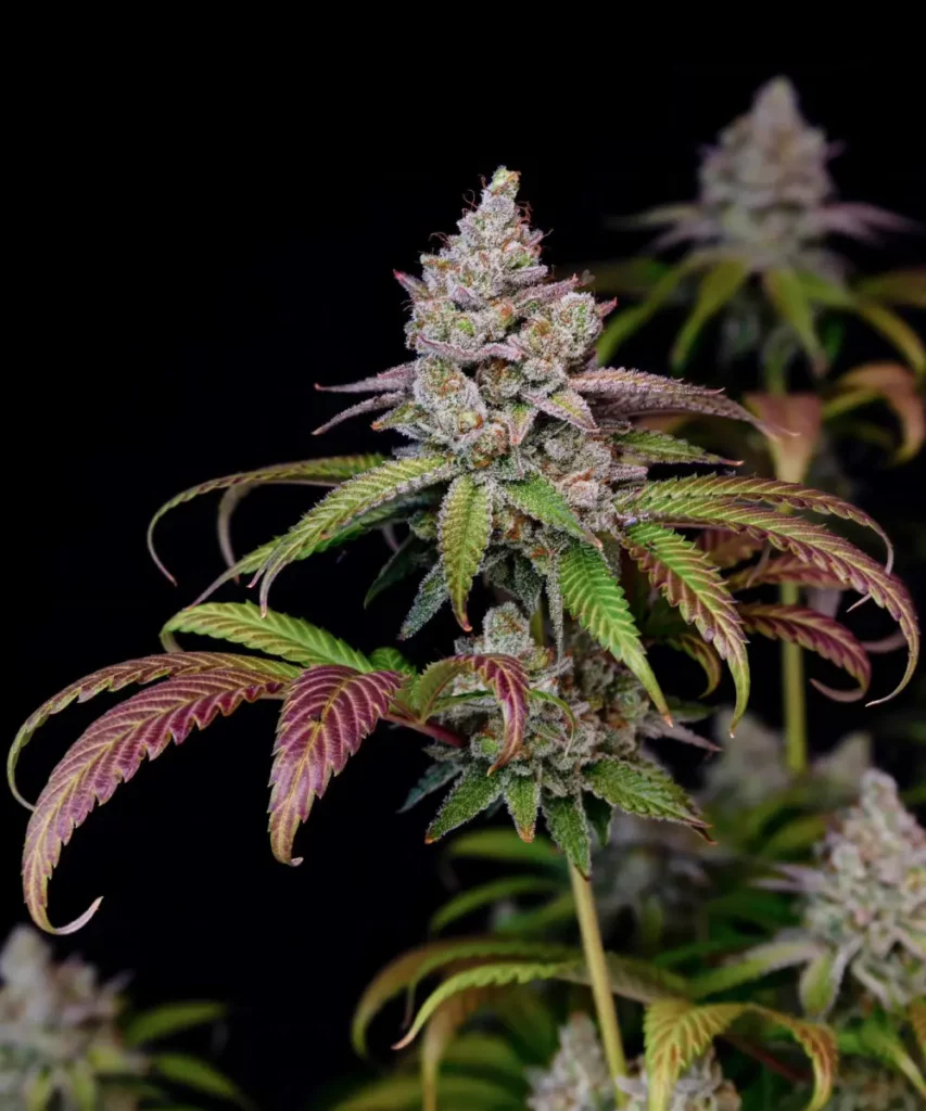 Close-up image of Z Feminized cannabis strain featuring dense, hard rock-like buds with a sugary coating