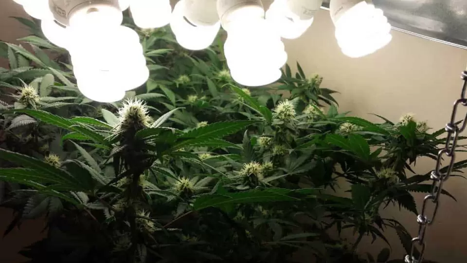 cannabis under the light