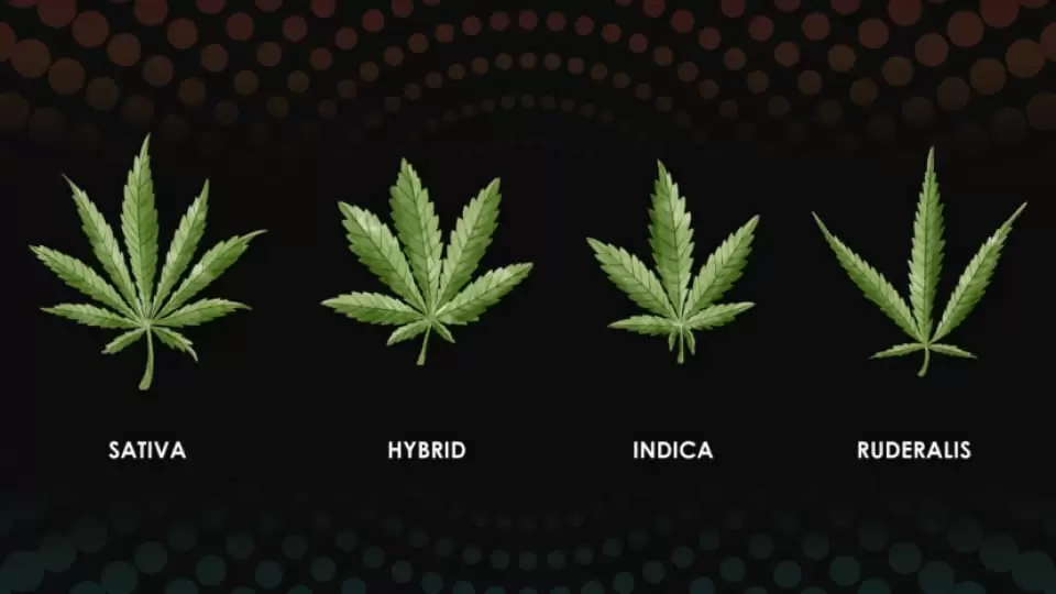 Sativa, Indica, Hybrid, Ruderalis