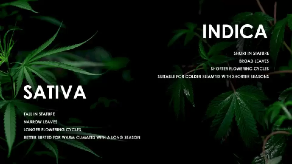 Comparing Sativa and Indica