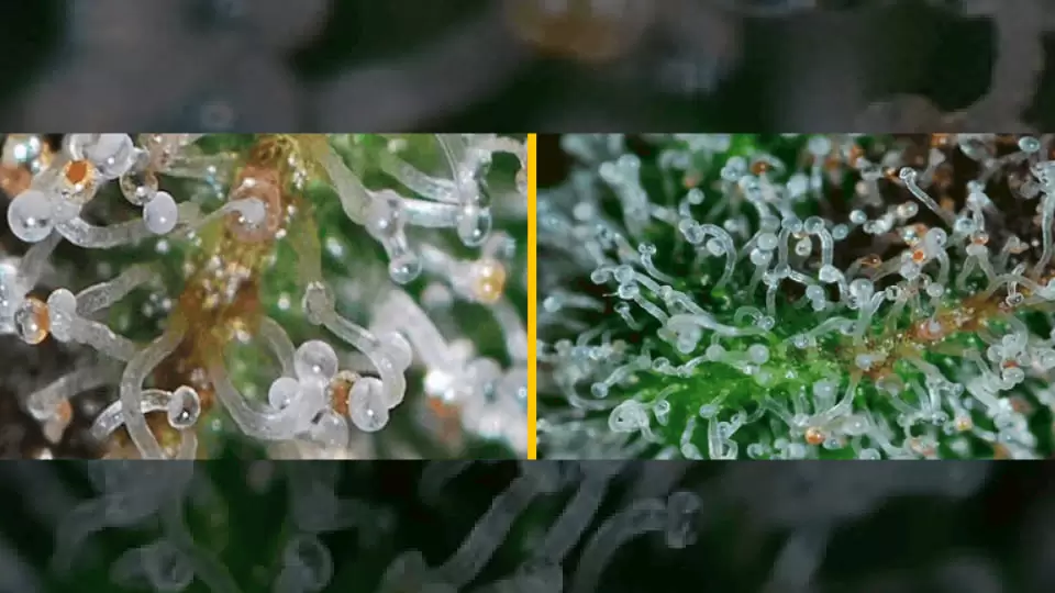 Question about Lost coast plant therapy and Trichomes: Does this have any  affect on the trichomes? I know it says it's safe to use in flower but it  has isopropyl alcohol in