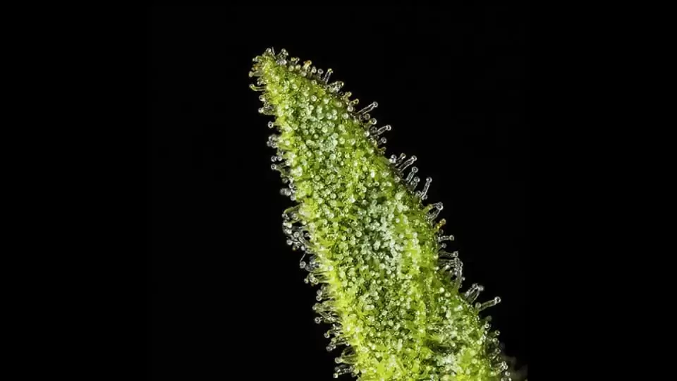 Close-up photo of a cannabis leaf heavily coated with sparkling trichomes