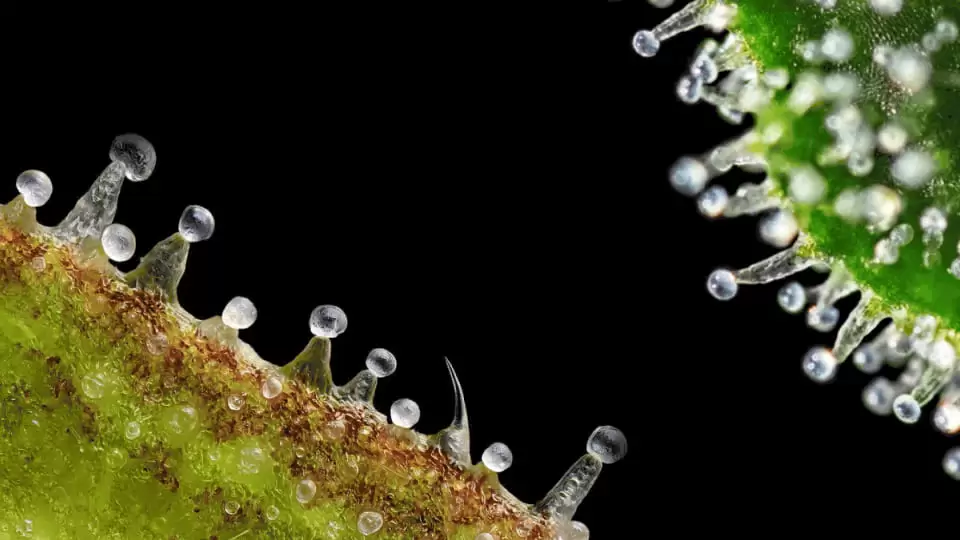 Chemical factories: cannabis trichomes under the microscope