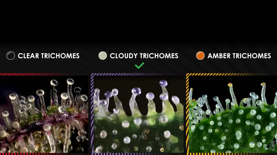 clear, cloudy, amber trichomes