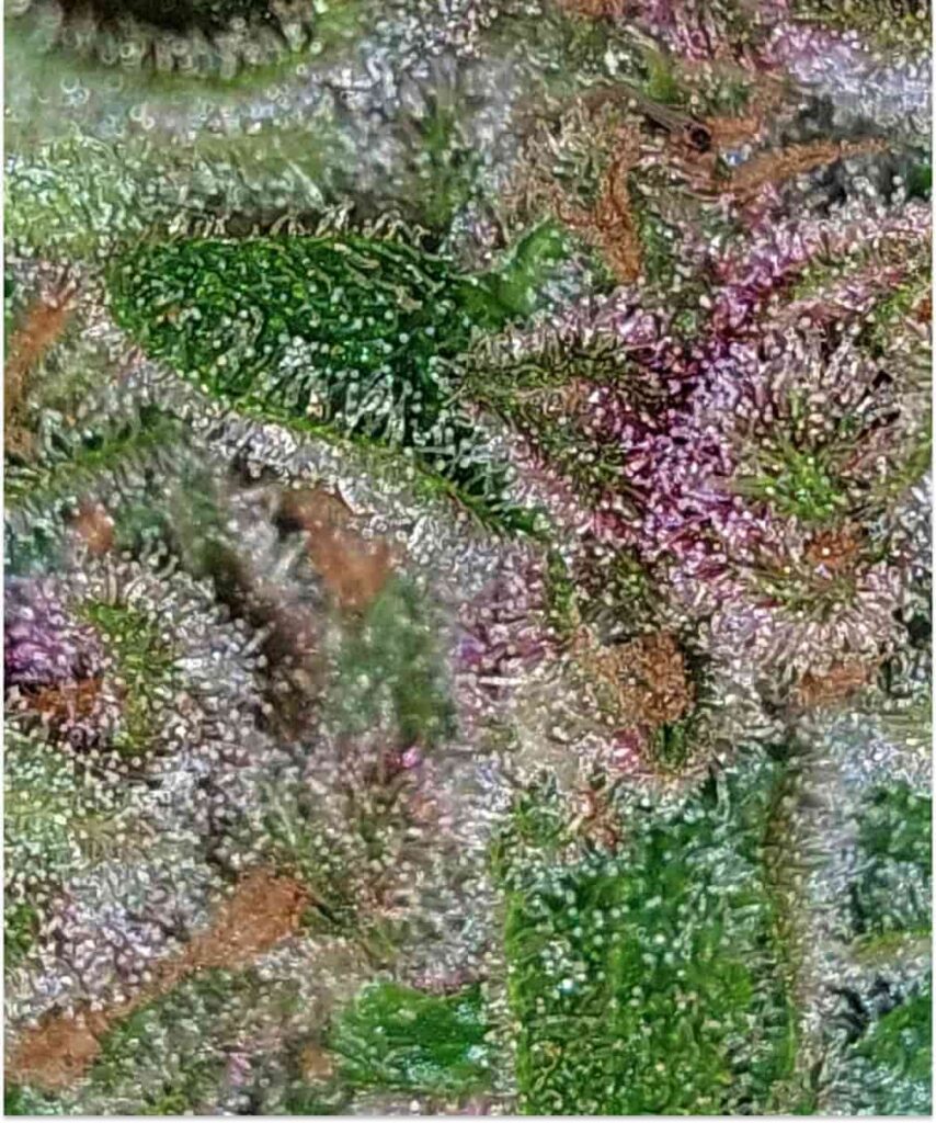 Close-up of Ice Eyes Auto (Gorilla Glue x Girl Scout Cookies x Gelato Ice) showcasing its dense covering of trichomes, highlighting the plant's resinous quality