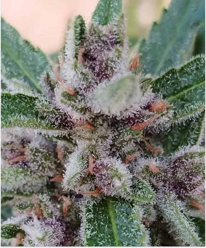 Image featuring Ice Eyes Auto (Gorilla Glue x Girl Scout Cookies x Gelato Ice) with purple-hued trichomes, emphasizing the strain's unique coloring and potency