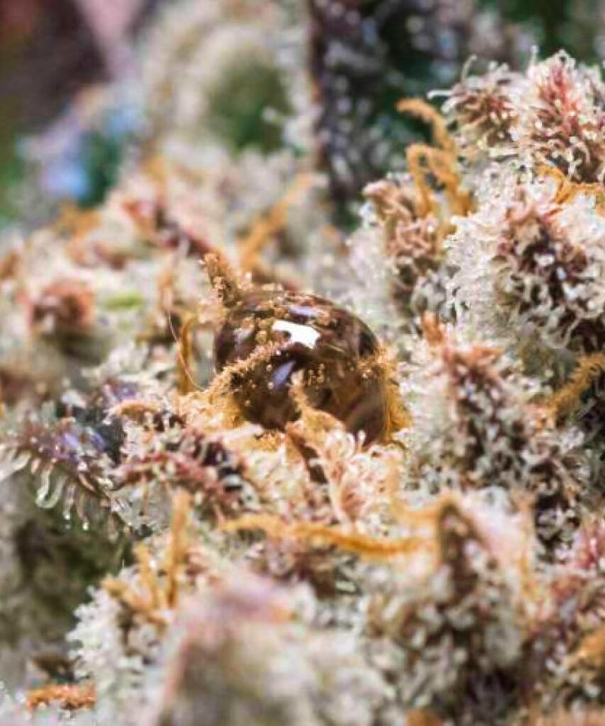 Photo of Juicy Pussy Auto with lush, resinous buds, exemplifying the strain's juicy and robust characteristics