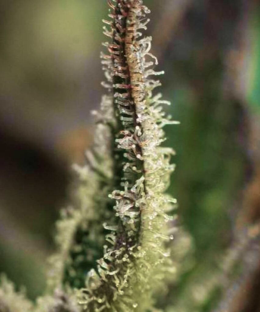 Close-up image of Juicy Pussy Auto showing its juicy trichomes, signifying high resin production and potency