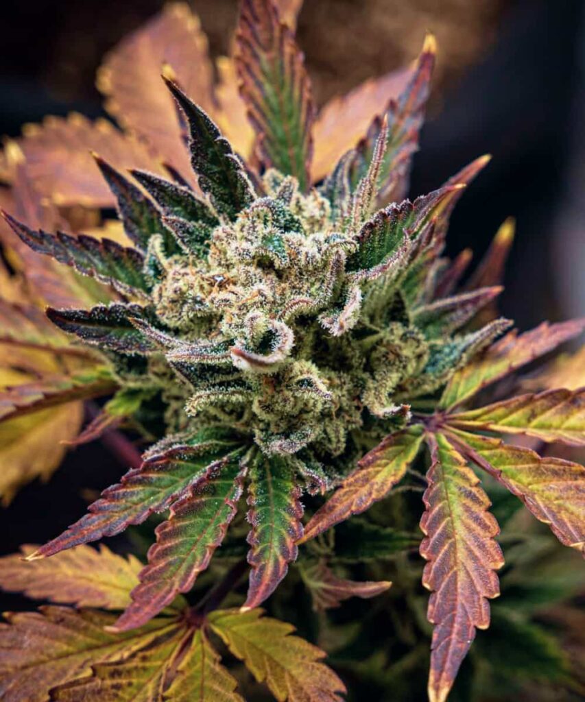 Photo displaying Juicy Pussy Auto with densely packed buds, highlighting the strain's robust flowering