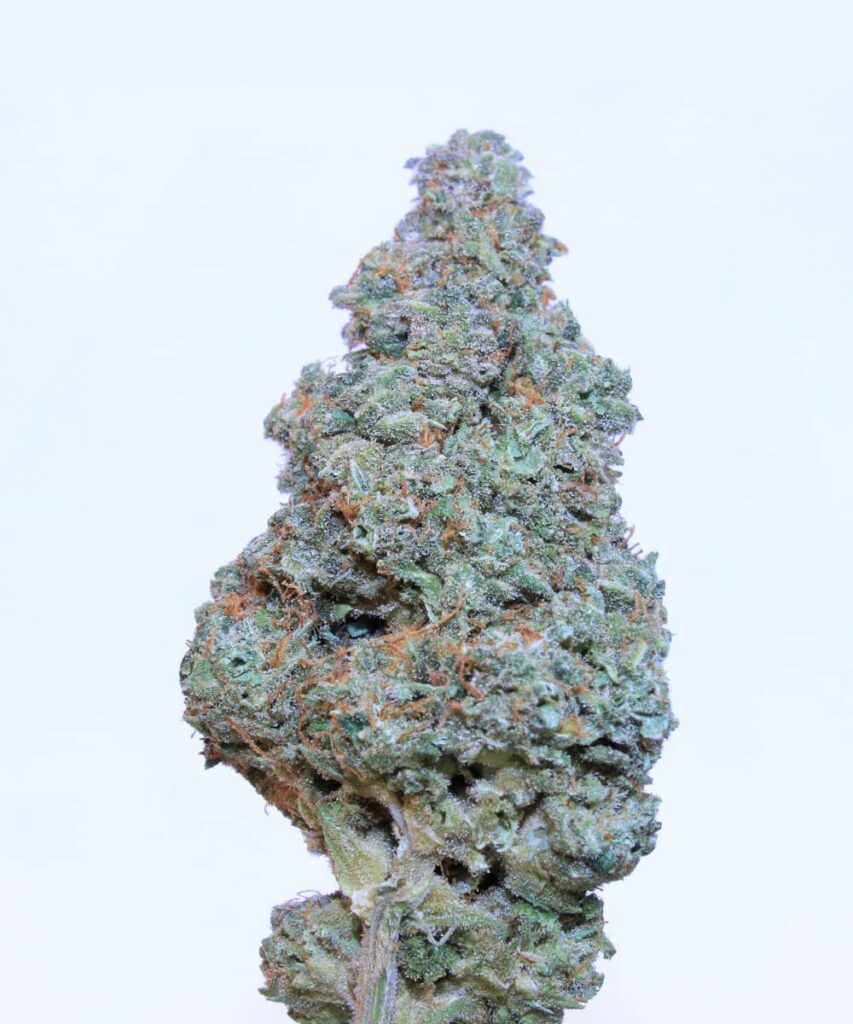 Image of Juicy Pussy Auto's cured buds, showcasing their well-processed and mature state, ready for use