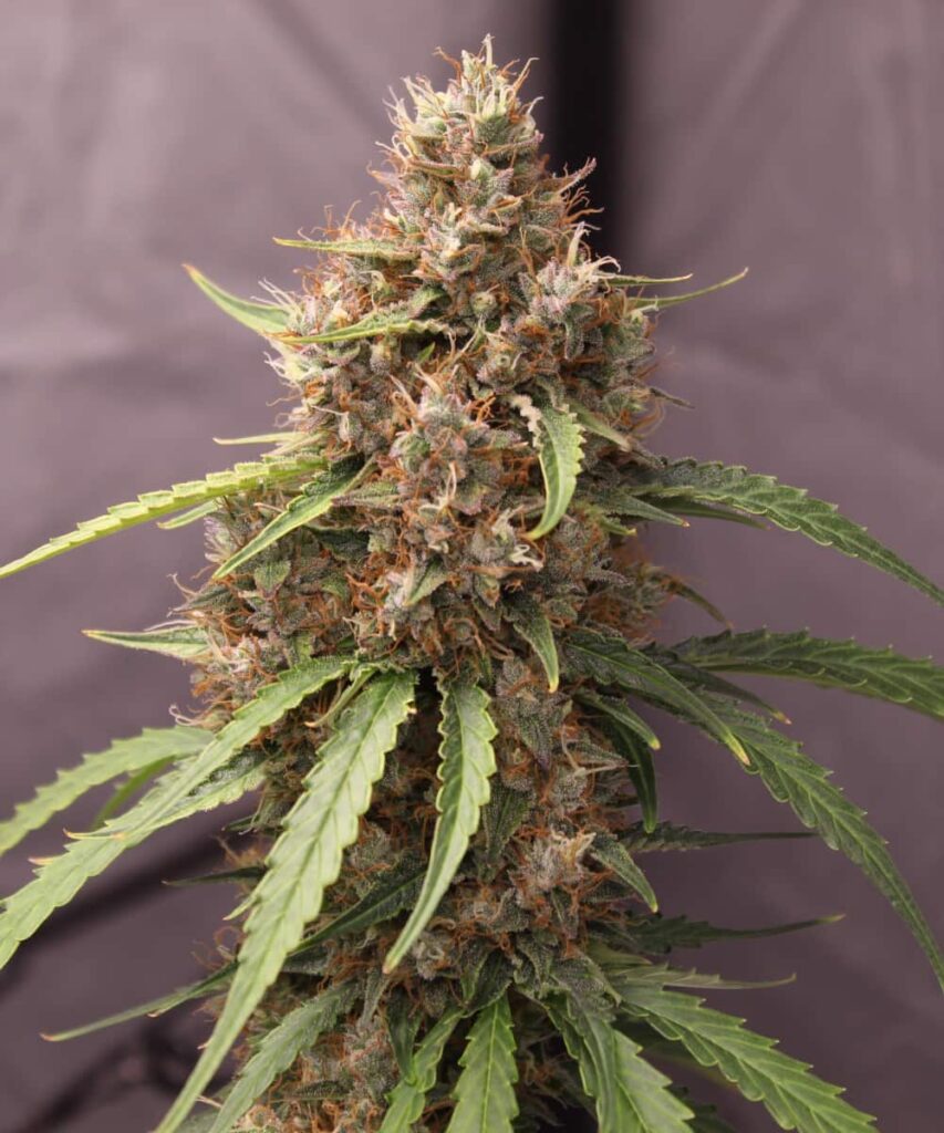 Image of Papaya Pie Auto(Papaya x Strawberry Banana) featuring a large, prominent cola, demonstrating its significant flowering capability