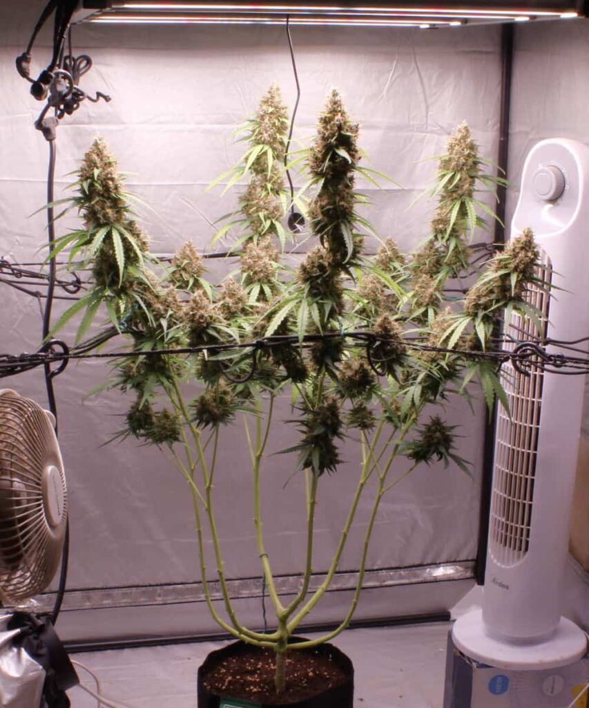 Photo showing Papaya Pie Auto (Papaya x Strawberry Banana) undergoing low stress training (LST), with branches carefully manipulated for optimal growth