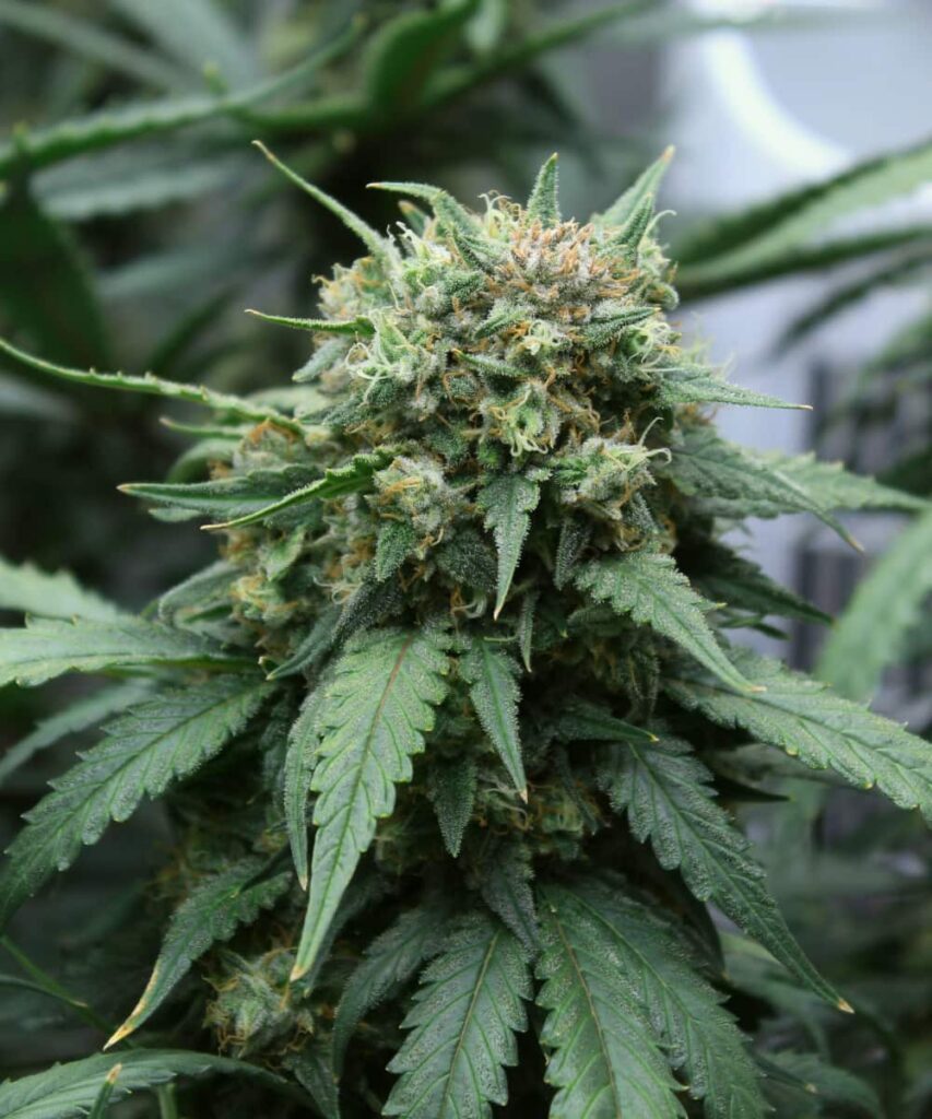 creme-brule-Auto Image showcasing the developed buds of Creme Brulee Auto, highlighting their dense structure and trichome coverage