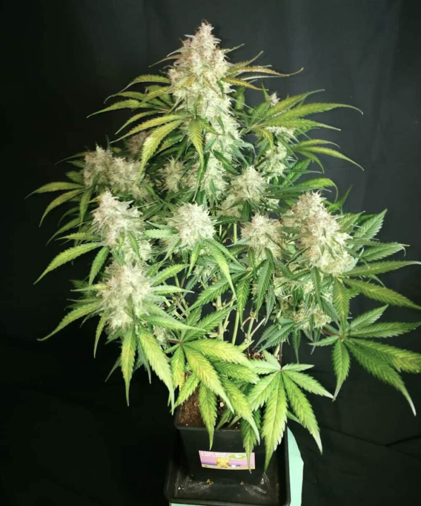 creme-brule-Auto Photo of Creme Brulee Auto with multiple colas, illustrating the plant's abundant flowering