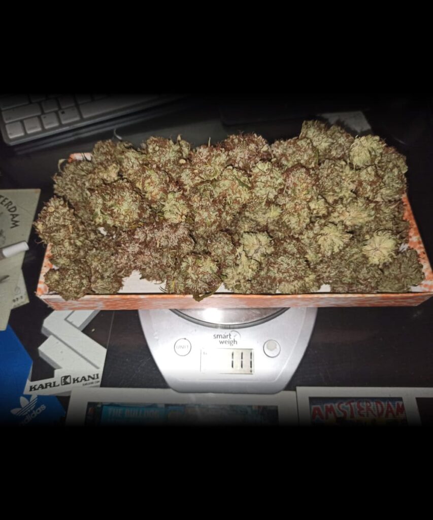 creme-brule-Auto creme brule AutoClose-up image of Creme Brulee Auto's cured buds, showcasing their mature, ready-to-use statecured buds