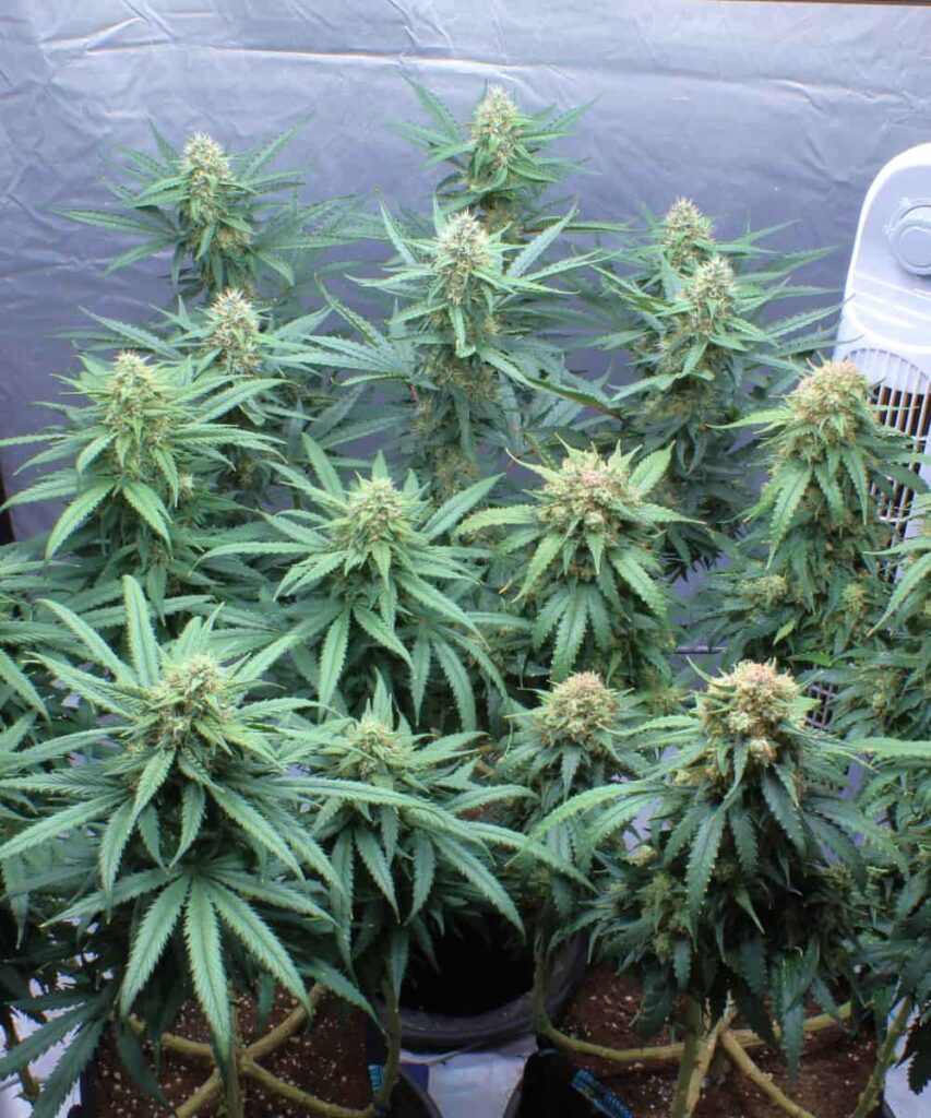 creme-brule-Auto Photo of a Creme Brulee Auto cannabis plant undergoing Low Stress Training (LST), showing strategically bent and tied branches