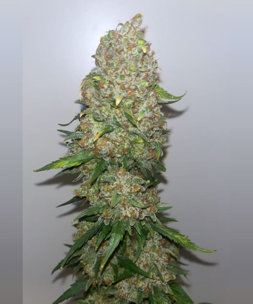 Harvested 'Crystal Ball Auto (Grapefruit x Cream Brulee Auto)' cannabis with trimmed buds ready for drying, showcasing the successful yield of dense and trichome-rich flowers