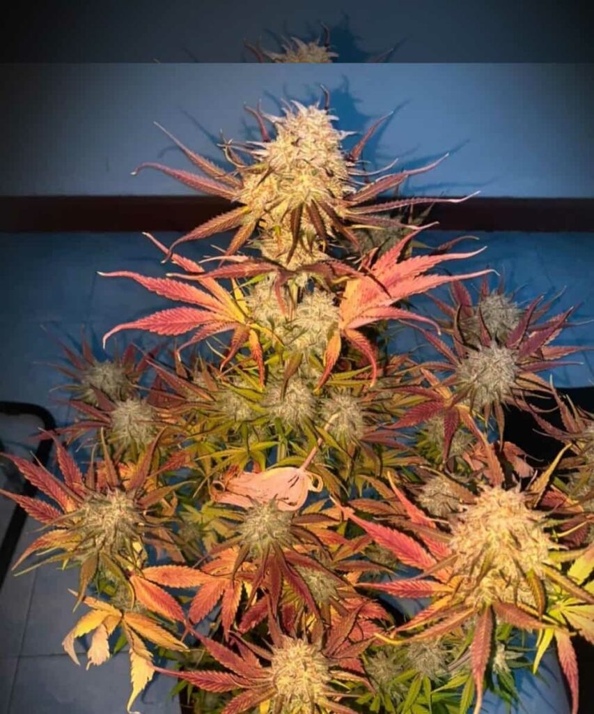 Creme-Brulee-Auto-1 Creme Brulee Auto featuring extra-large buds with striking red leaves