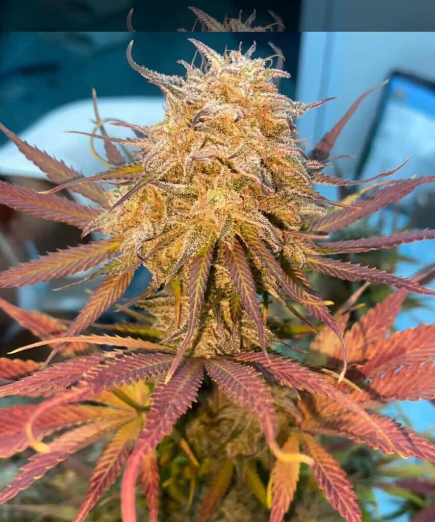 Creme-Brulee-Auto Creme Brulee Auto with sugary bud and vibrant red leaves