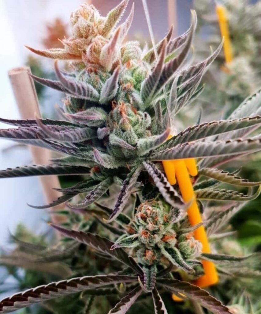 Close-up photo of Juicy Pussy Auto with dense, rock-like buds, demonstrating their solid structure and robustness
