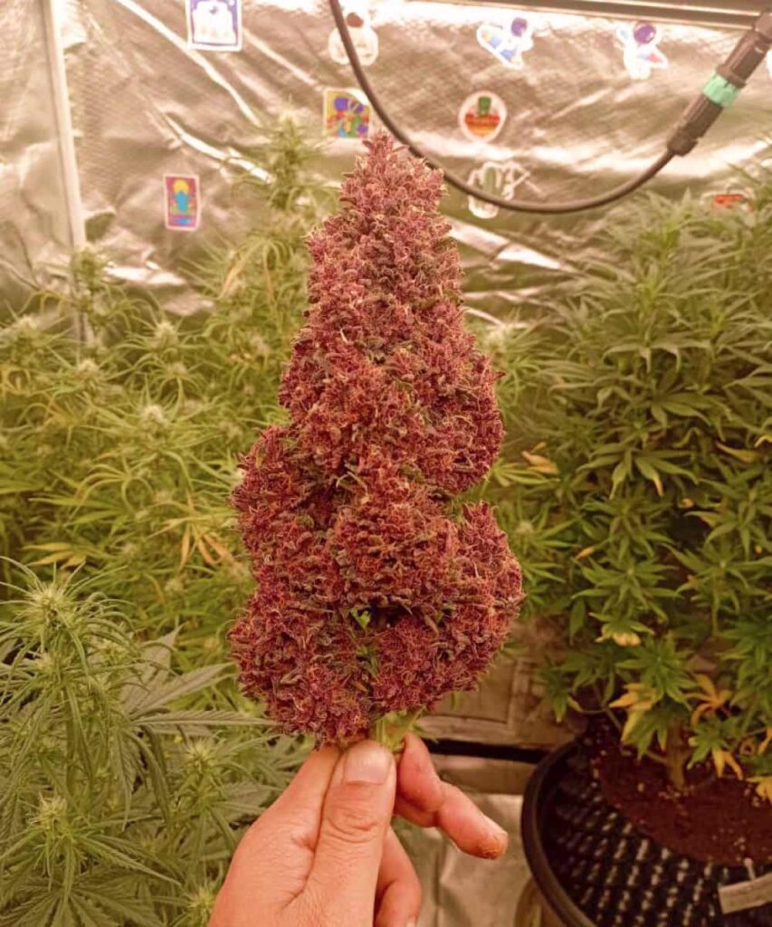 Image of Papaya Auto with a large, super red bud (cola), emphasizing its impressive size and striking coloration