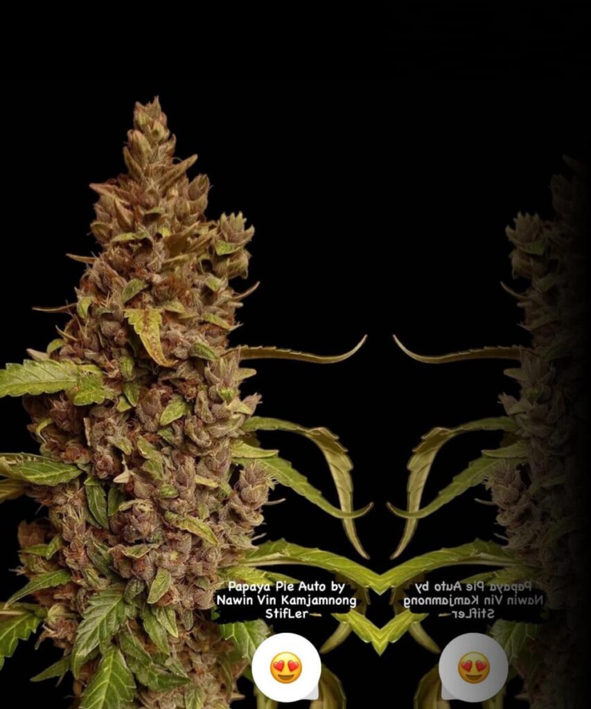 Papaya Pie Auto (Papaya x Strawberry Banana) with a rock-hard bud and long cola