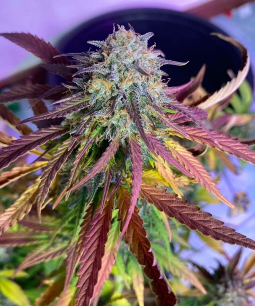 creme-brule-Auto-1-2 Photo of the Creme Brulee Auto indica strain with its solid, densely packed buds, emphasizing the strain's robust and compact nature