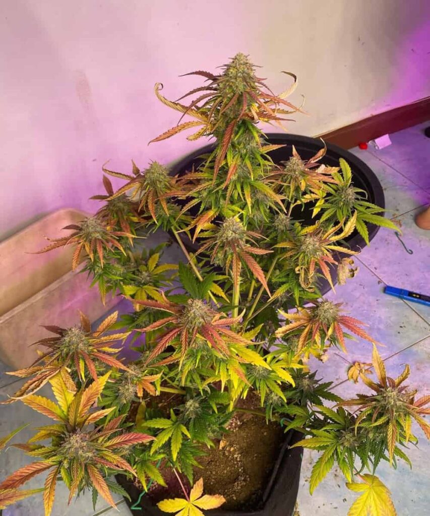 creme-brule-Auto-2-3 Image capturing Creme Brulee Auto, an indica strain, featuring dense, rock-like buds, indicative of its potent quality