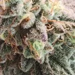 Blackberry Kush, Review by customer