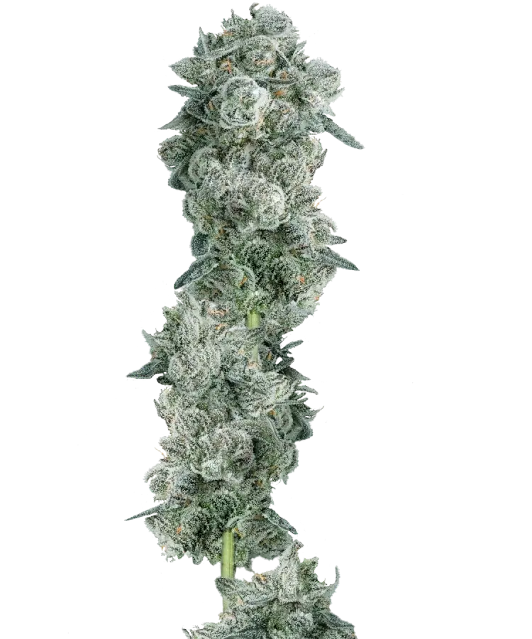 Animal Mints Strain 31 THC USA Free Shipping