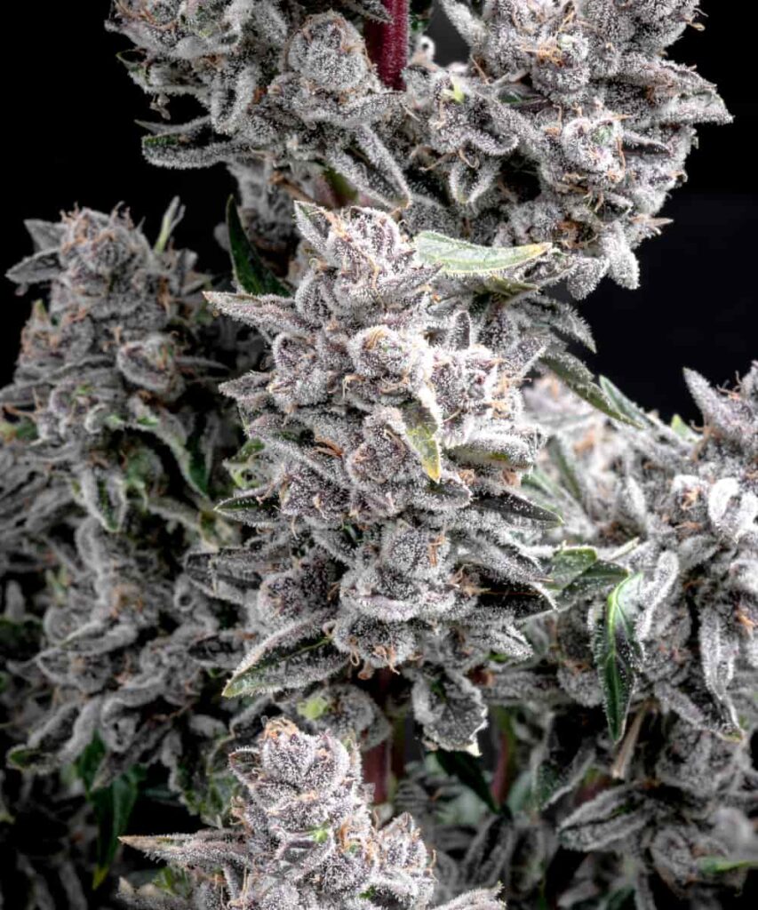 Vivid, pink-hued buds from the Pink Wasabi strain with a distinct wasabi kick