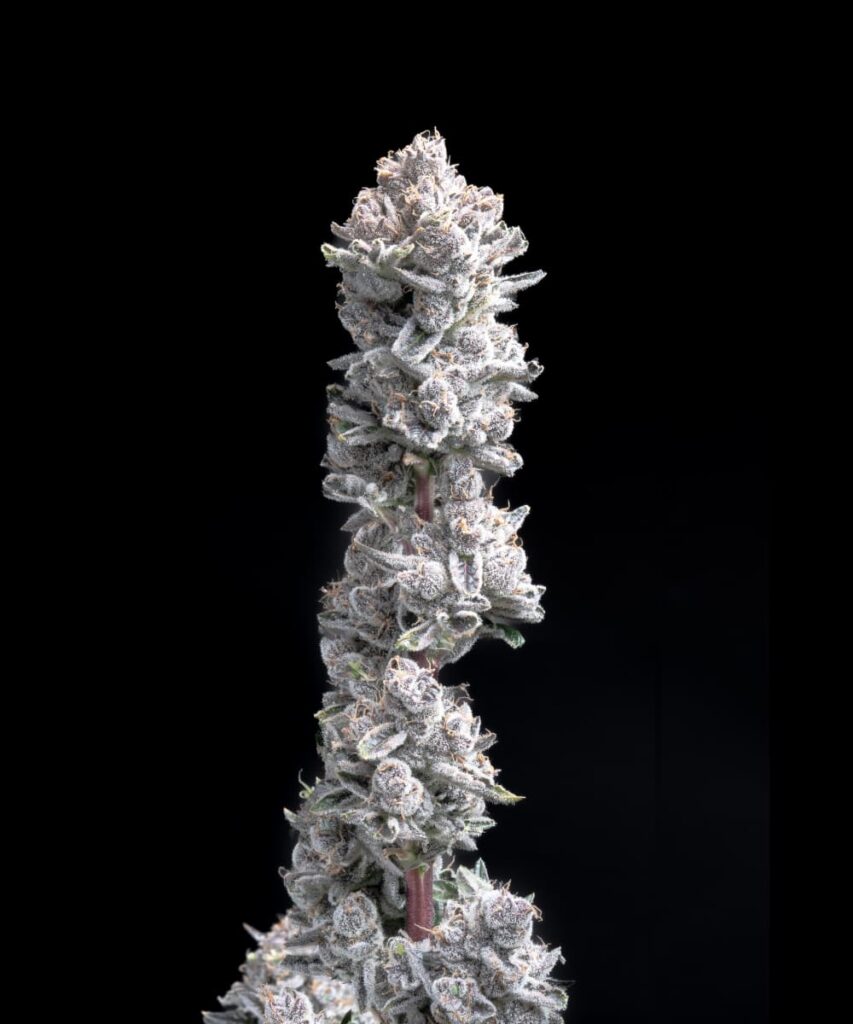 Dense, colorful buds of Pink Wasabi cannabis, combining spicy and sweet notes