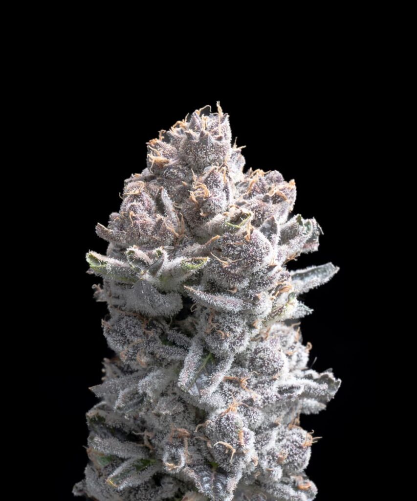 Pink Wasabi strain showcasing vibrant, pink-tinged buds with a sharp, spicy scent