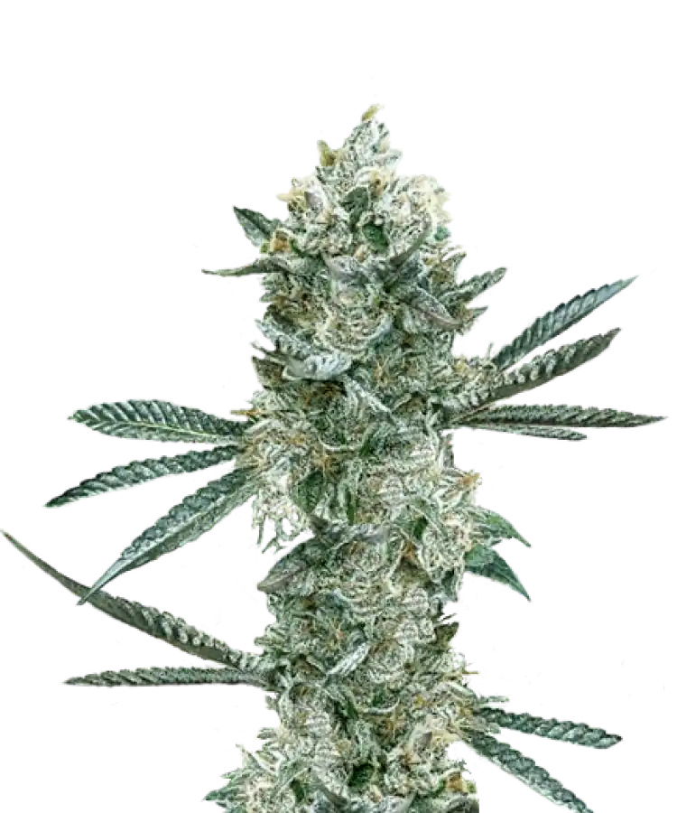 RS11 Seeds – 33% THC | Fast USA Delivery