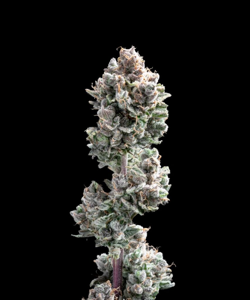 Spicy Pupusa Auto strain featuring dense, aromatic auto-flowering buds