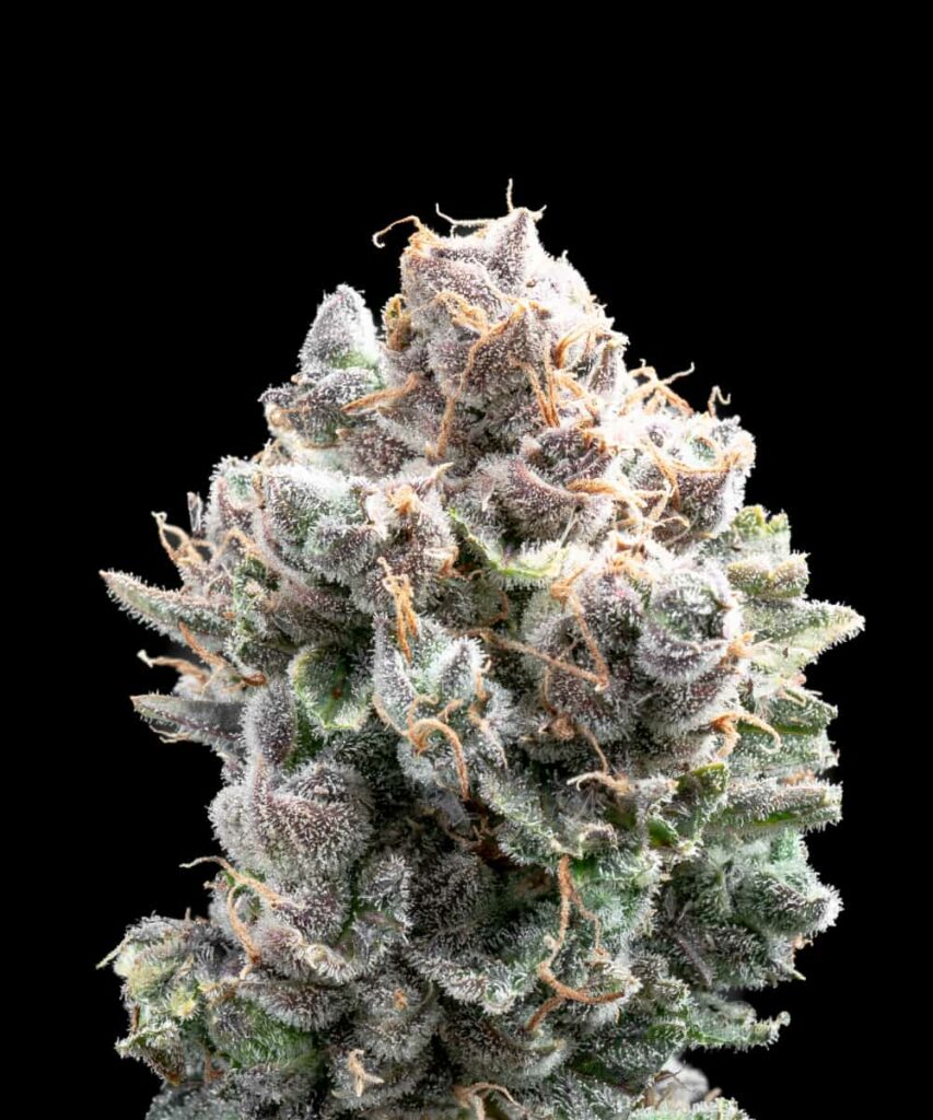 Auto-flowering Spicy Pupusa buds, compact with a distinctive spicy flavor