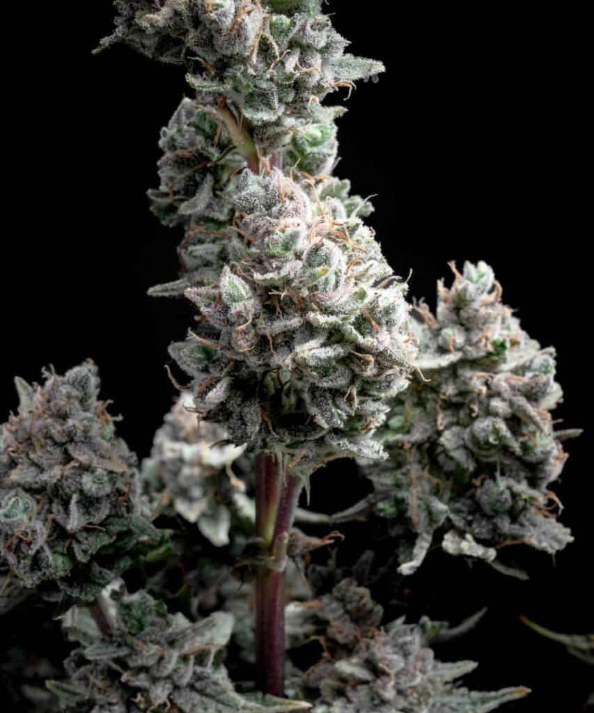 Hard, resin-coated auto-flowering buds from the Spicy Pupusa Auto strain