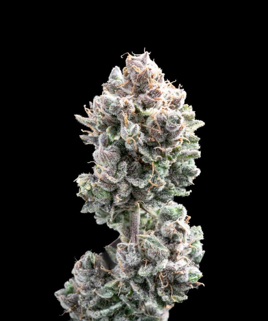 Spicy Pupusa Auto cannabis, showcasing dense buds with a unique spicy arom