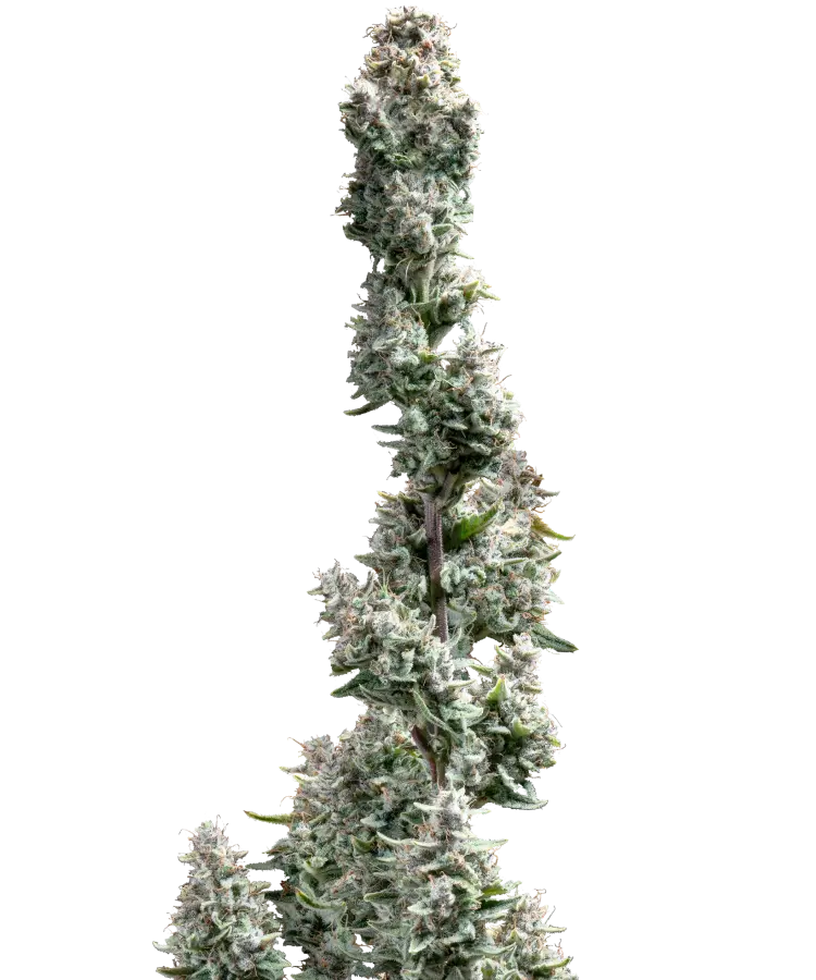 Watermelon Mimosa Strain 29 THC, Free Shipping Shop Now