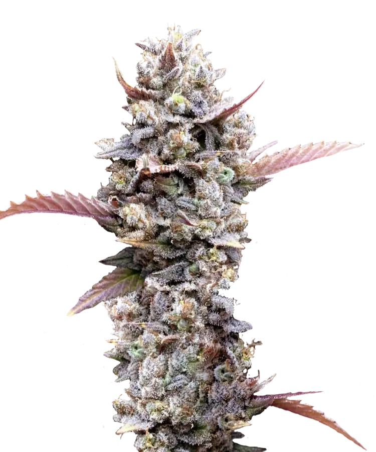 Zoap Strain 27 THC, Fast USA Shipping Shop Now