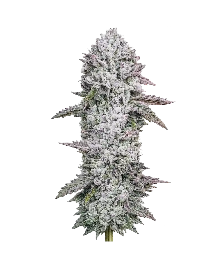 Gary Payton cannabis strain by Hypno Seeds